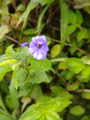 Browallia americana