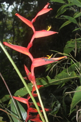 Heliconia spathocircinata