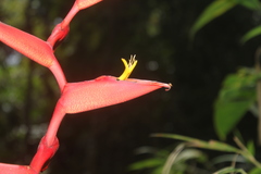 Heliconia spathocircinata