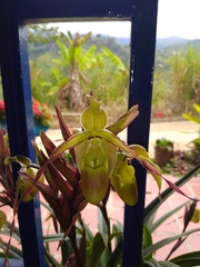 Phragmipedium longifolium