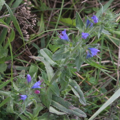 Echium vulgare