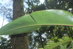 Heliconia spathocircinata