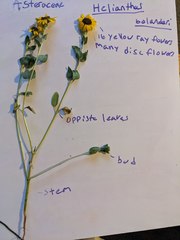 Helianthus bolanderi
