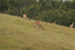 Cervus nippon mantchuricus