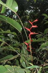 Heliconia spathocircinata