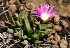 Delosperma carolinense