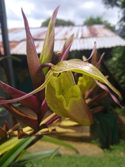 Phragmipedium longifolium