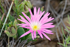 Delosperma carolinense