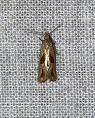 Eugnosta bimaculana