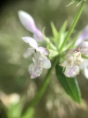 Stachys hyssopifolia