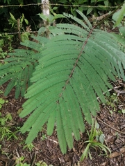 Paraserianthes
