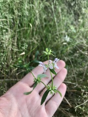 Stachys hyssopifolia