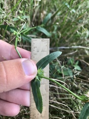 Stachys hyssopifolia