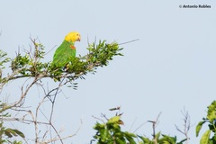 Amazona oratrix tresmariae
