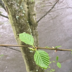 Alnus rubra