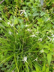 Rhynchospora nervosa