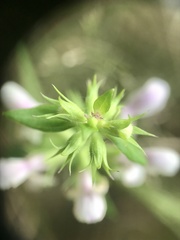 Stachys hyssopifolia