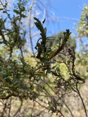 Rhopalomyia baccharis
