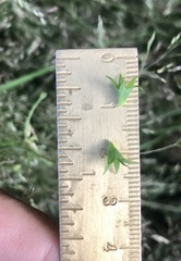 Stachys hyssopifolia