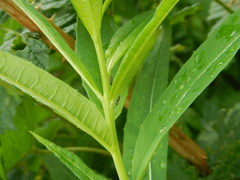 Craspedolepta schwarzi