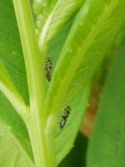 Craspedolepta schwarzi