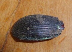 Megadromus antarcticus