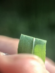 Stachys hyssopifolia