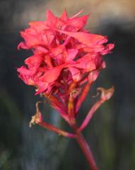 Disa ferruginea