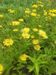 Inula japonica
