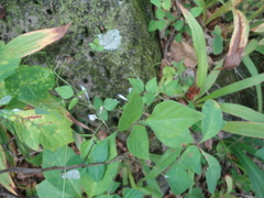 Amphicarpaea edgeworthii