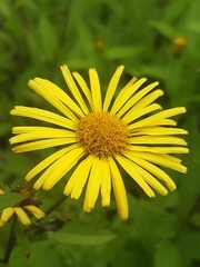 Inula japonica
