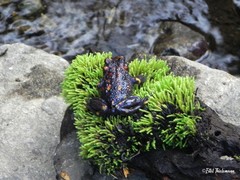Telmatobufo venustus