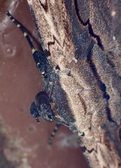Pericyma cruegeri