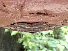 Pericyma cruegeri