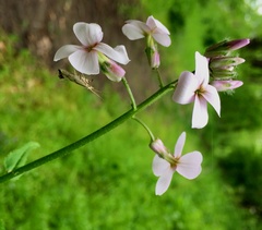Plutella porrectella