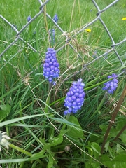 Muscari armeniacum