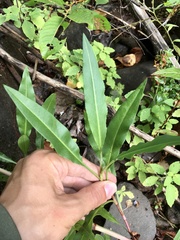 Rumex triangulivalvis