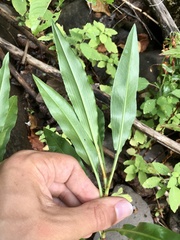 Rumex triangulivalvis