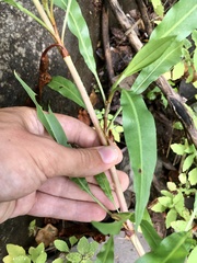 Rumex triangulivalvis