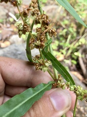 Rumex triangulivalvis