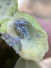 Pemphigus obesinymphae