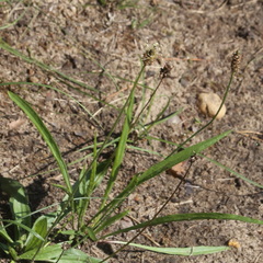 Plantago lanceolata