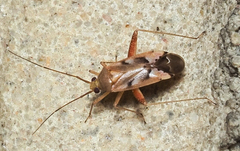 Phytocoris junipericola
