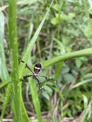 Argiope argentata
