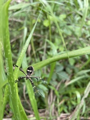 Argiope argentata
