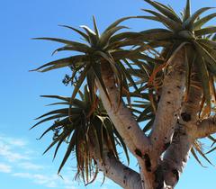 Aloidendron pillansii
