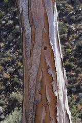 Aloidendron pillansii