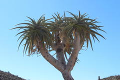 Aloidendron pillansii