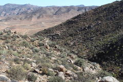 Aloidendron pillansii
