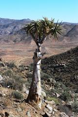 Aloidendron pillansii
